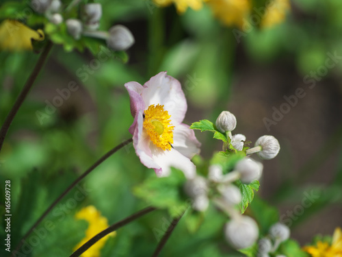 Fototapeta Naklejka Na Ścianę i Meble -  Japanese anemone, thimbleweed, windflower. Pastel pink flower on black background. Closeup Anemone hupehensis