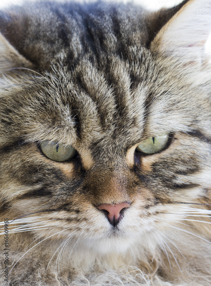 Naklejka premium Brown tabby mackerel kitten foreground, male of siberian cat