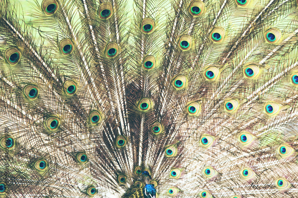 Fototapeta premium A beautiful male peacock with expanded feathers