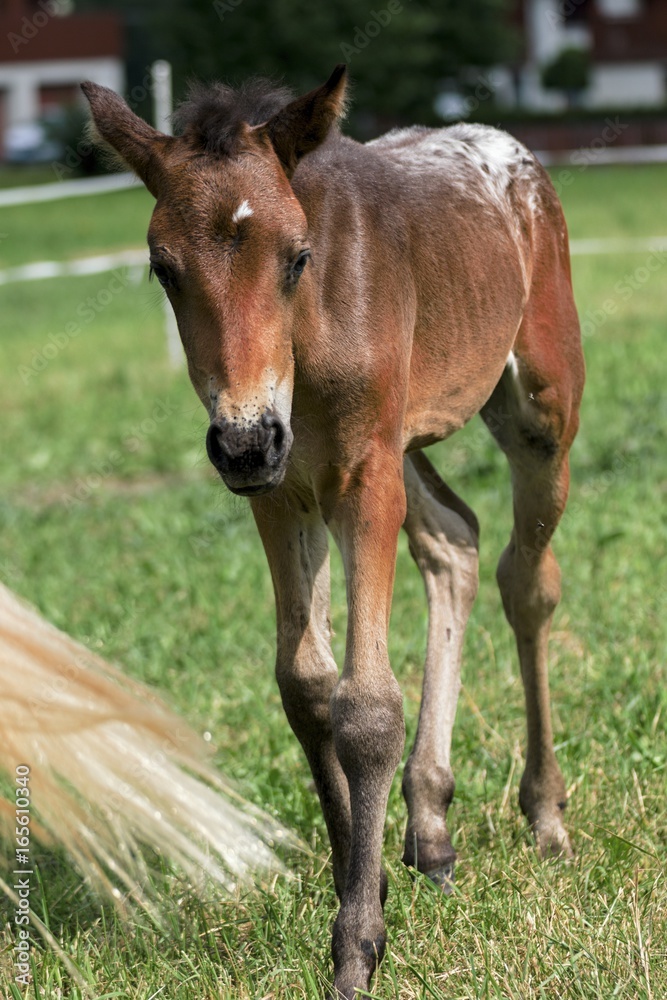 Little pony in the summer on a meadow