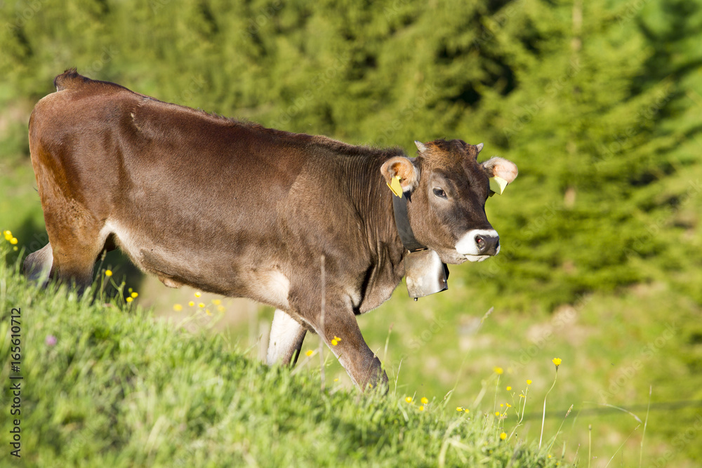 Fototapeta premium Kuh - Allgäu - Glücklich - Wald - Kälbchen