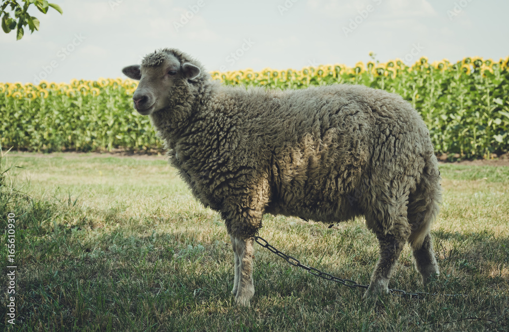 Fototapeta premium Livestock farm in the summer. Sheep on grazing on a summer field