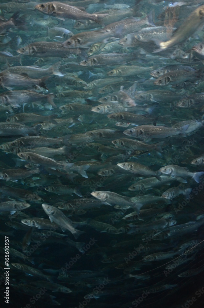 Fischschwarm