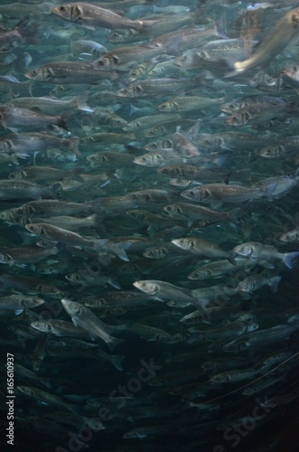Fischschwarm © sandycs