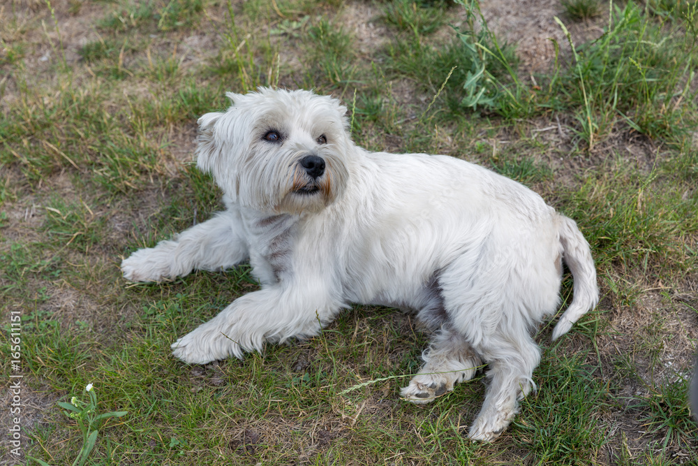 Westie dog lies on the groung closeup. Westie dog lies on the groung closeup.