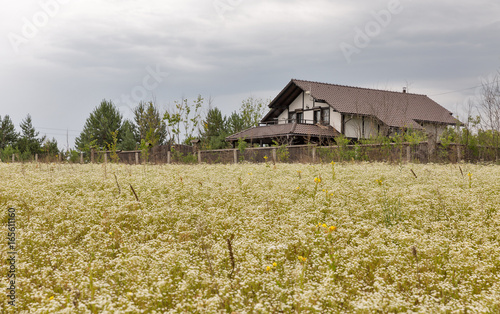 Field of wild camomiles in front of the modern house