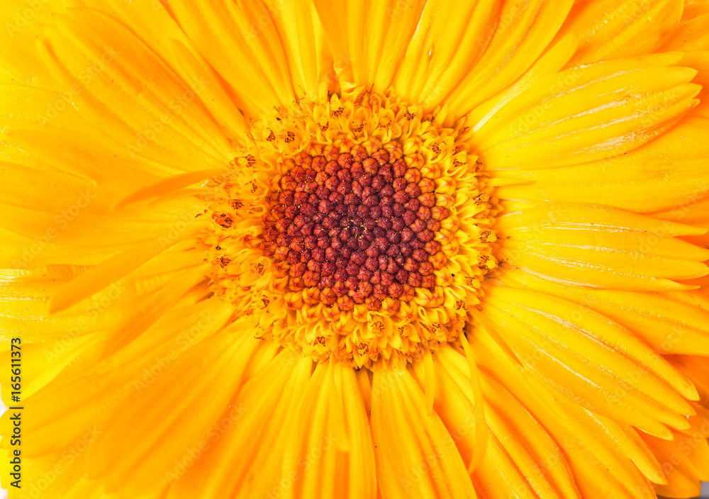 Close-up yellow daisy flower. Macro shot. Nature background.