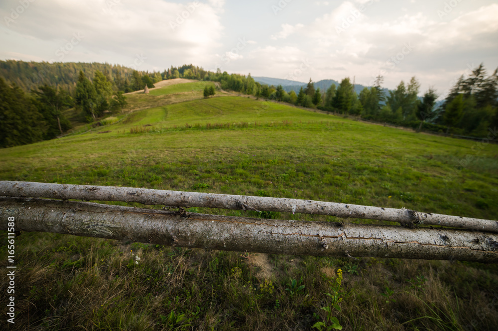 Obraz premium Landscape of coniferous forests in the mountains