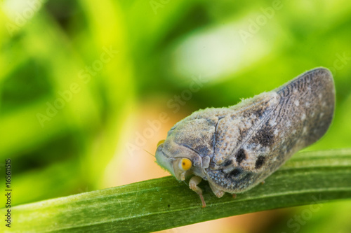 Citrus flatid planthopper  - Metcalfa pruinosa photo
