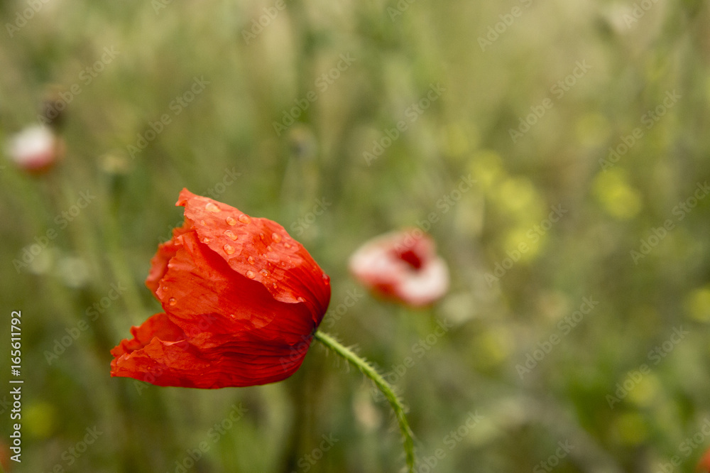 Fototapeta premium Coquelicot perlé de rosée au cœur d’un champ printanier au petit matin