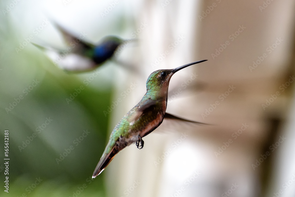 Fototapeta premium Kolibri