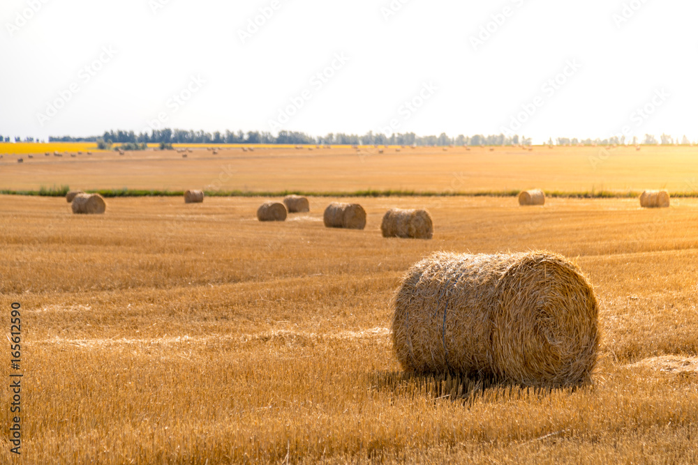 a stack of hay. Haystacks.Farming