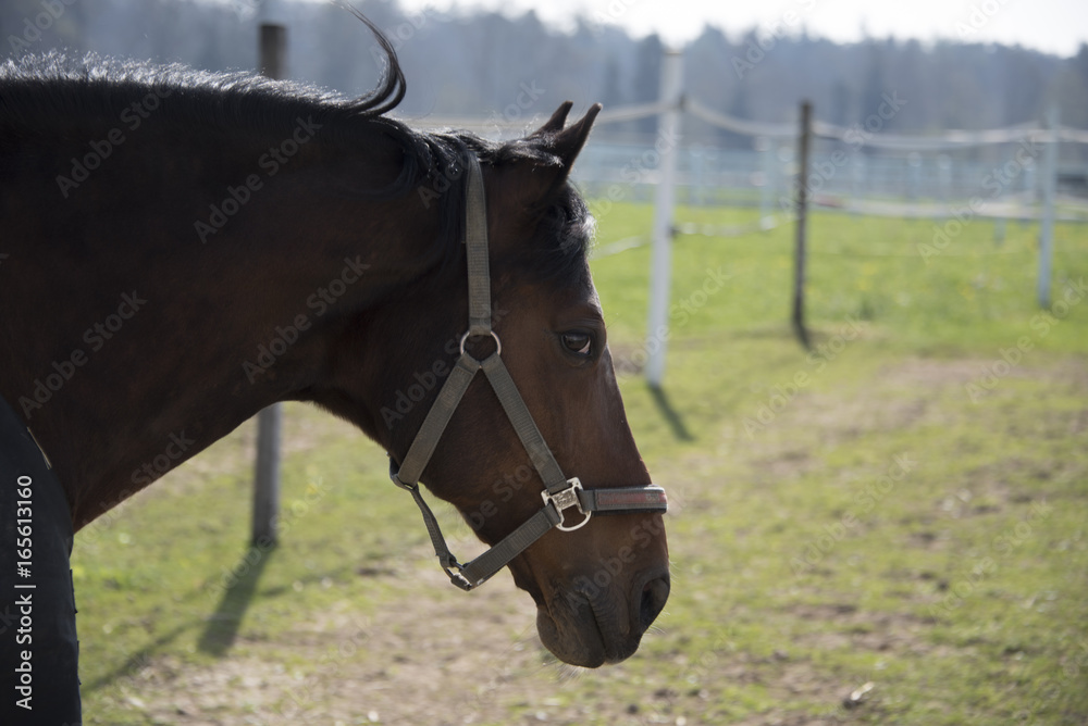 Obraz premium cavallo