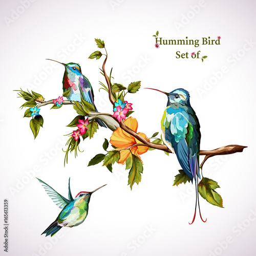 Humming birds. Set of three humming bird. Hand drawn, watercolor. All objects are separated and easy to move. Vector - stock.