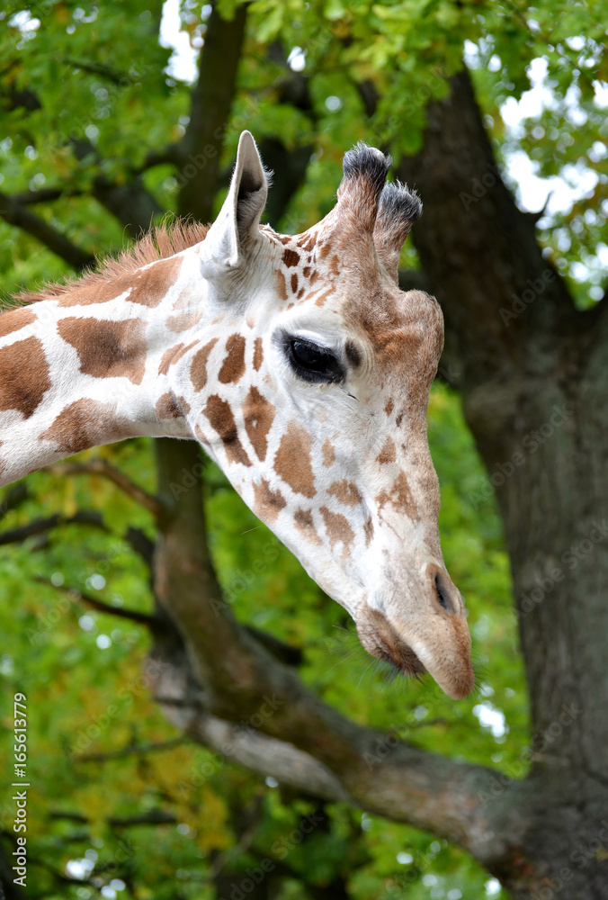 The head of a giraffe of mesh (Giraffa camelopardalis reticulata Linnaeus) in a profile The head of a giraffe of mesh (Giraffa camelopardalis reticulata Linnaeus) in a profile
