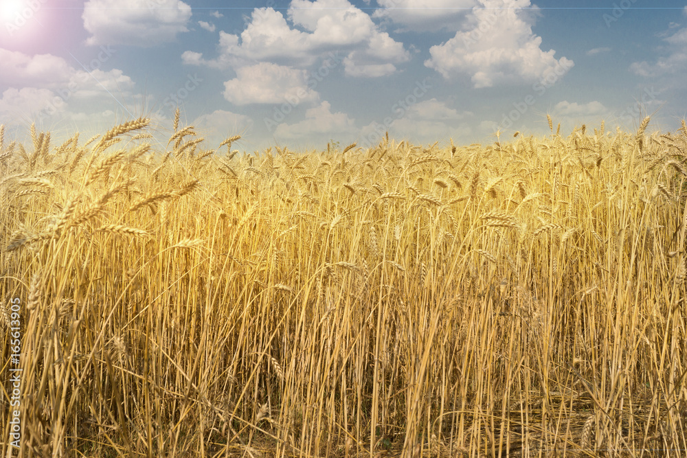Naklejka premium Wheat field on a warm Sunny day.