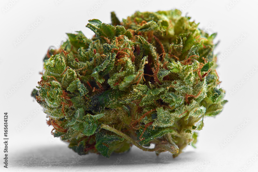 Close up of medical marijuana Presidential OG strain bud isolated on background Close up of medical marijuana Presidential OG strain bud isolated on background