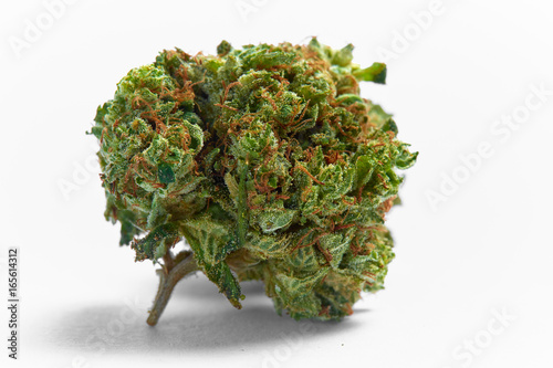 Close up of medical marijuana Presidential OG strain bud isolated on background