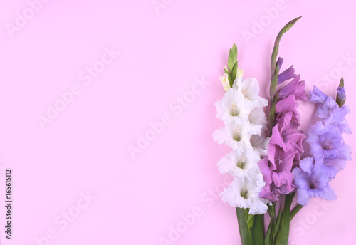 Canvas Print Beautiful gladiolus flowers on trendy pink background.