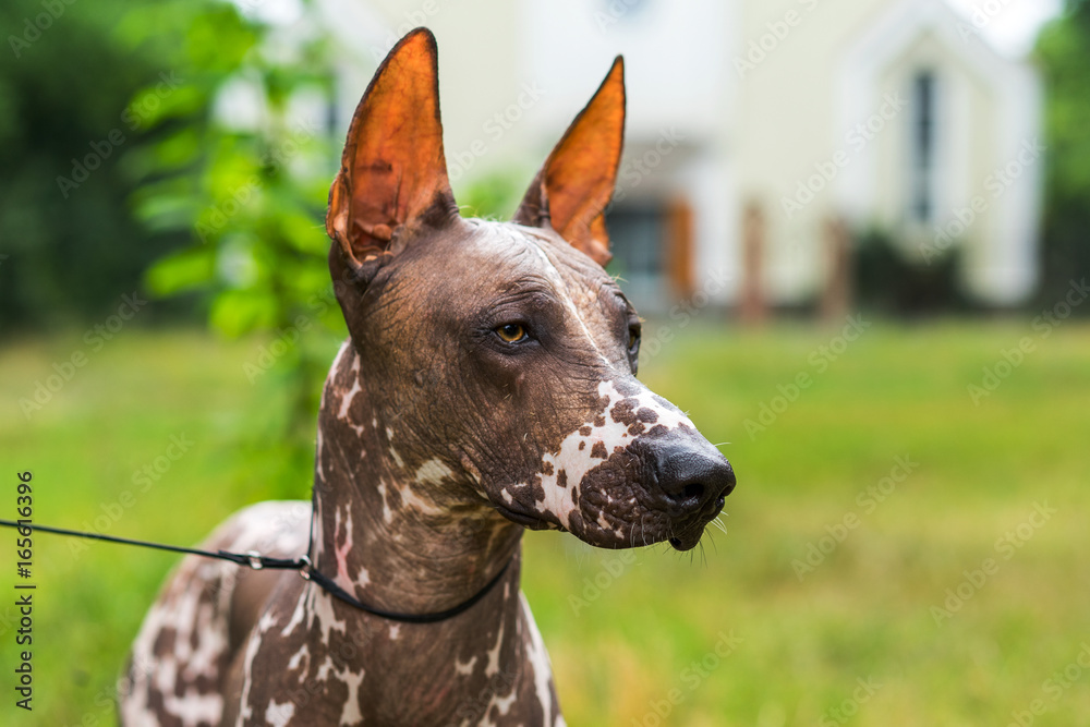 Close up portrait One Mexican hairless dog (xoloitzcuintle, Xolo) on a background of green grass and trees in the park