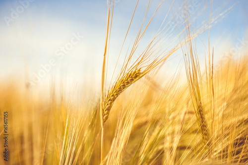 Golden wheat ripe in the field. Wheat stalk and grain close p, selective focus soft shades of yellow and orange background. Summer harvest concept for food growing crops health nutrition agriculture. 