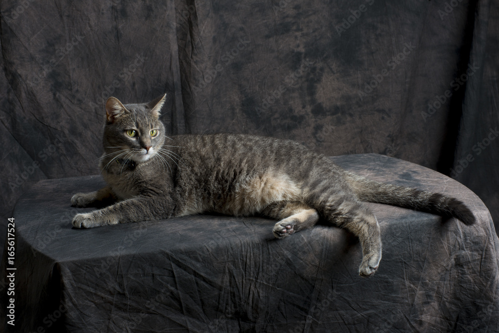 grey cat feline lying on table grey cat feline lying on table