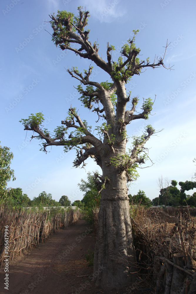 Fototapeta premium young baobab tree in Africa