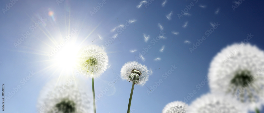 Fototapeta premium Schöne Pusteblumen