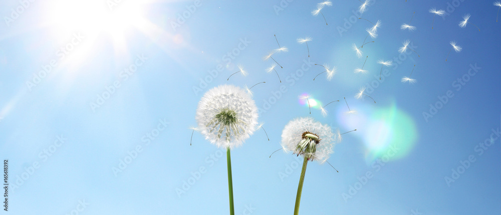 Obraz premium Schöne Pusteblumen