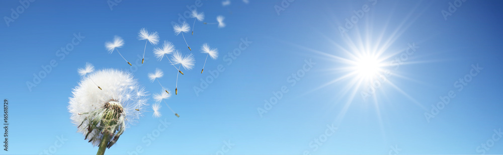 Fototapeta premium Schöne Pusteblume