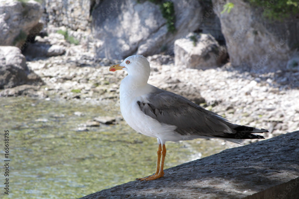 white gull with grey wings stands on the stone parapet white gull with grey wings stands on the stone parapet