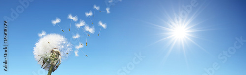 Schöne Pusteblume