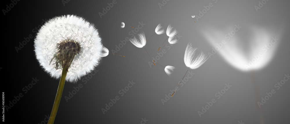 Obraz premium Schöne Pusteblume