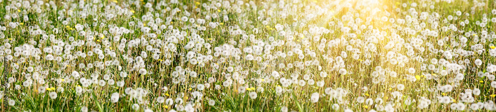 Fototapeta premium Schöne Pusteblumen