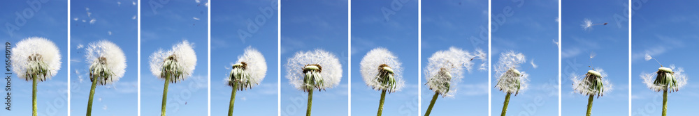 Obraz premium Pusteblume im Wind - Kollage