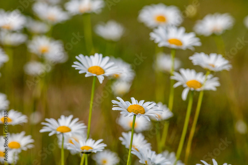 Closeup of oxeye daisies