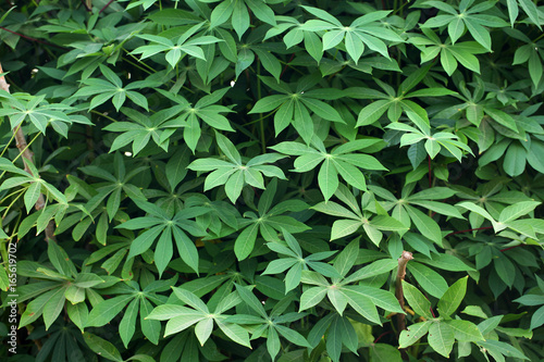 green and bright cassava leaves © agarianna