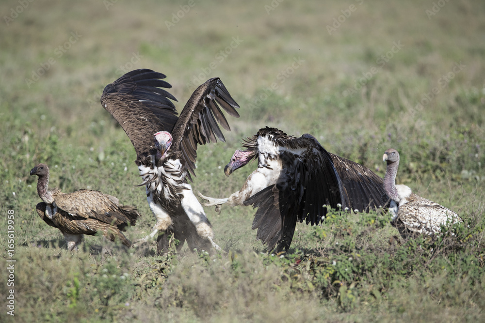 Obraz premium Animal