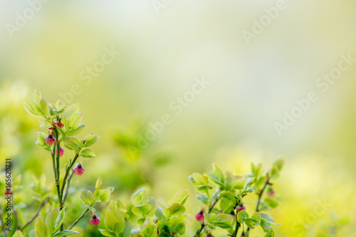 Closeup of blueberry plant
