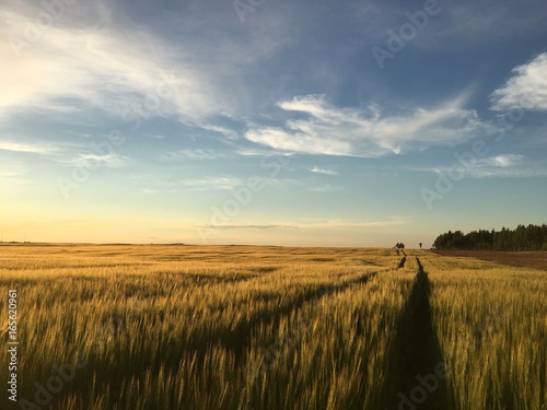 sunset in the rye field