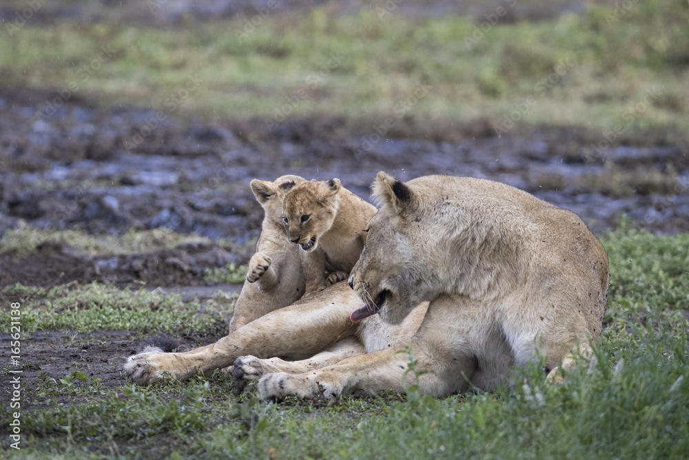 Fototapeta premium lion