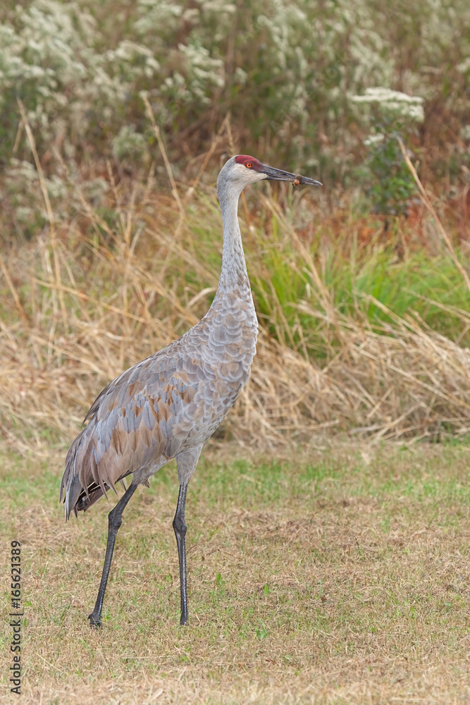 Naklejka premium Sandhill Crane