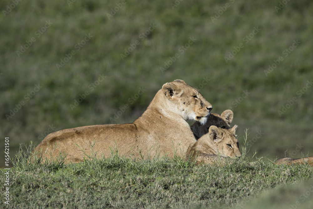 Naklejka premium lion