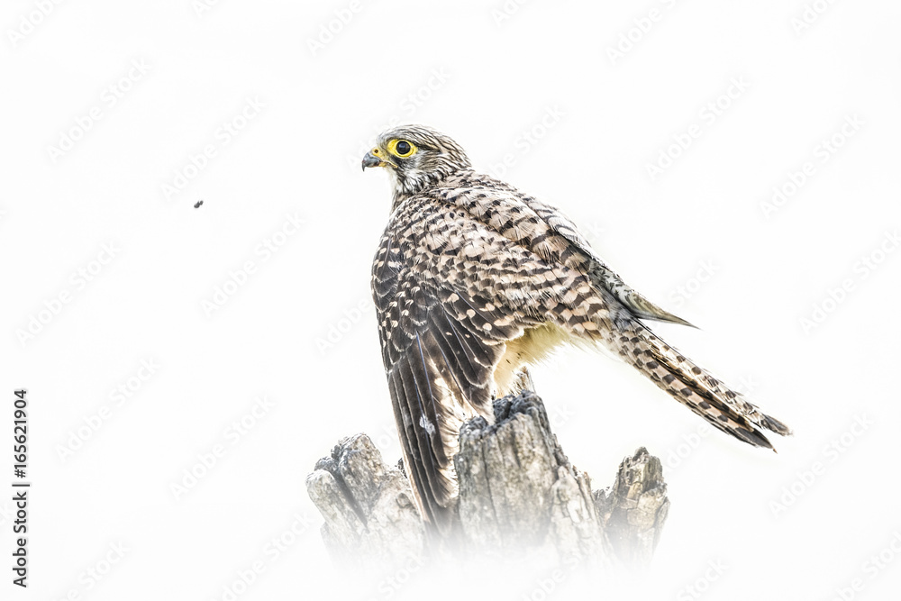 Fototapeta premium Animal