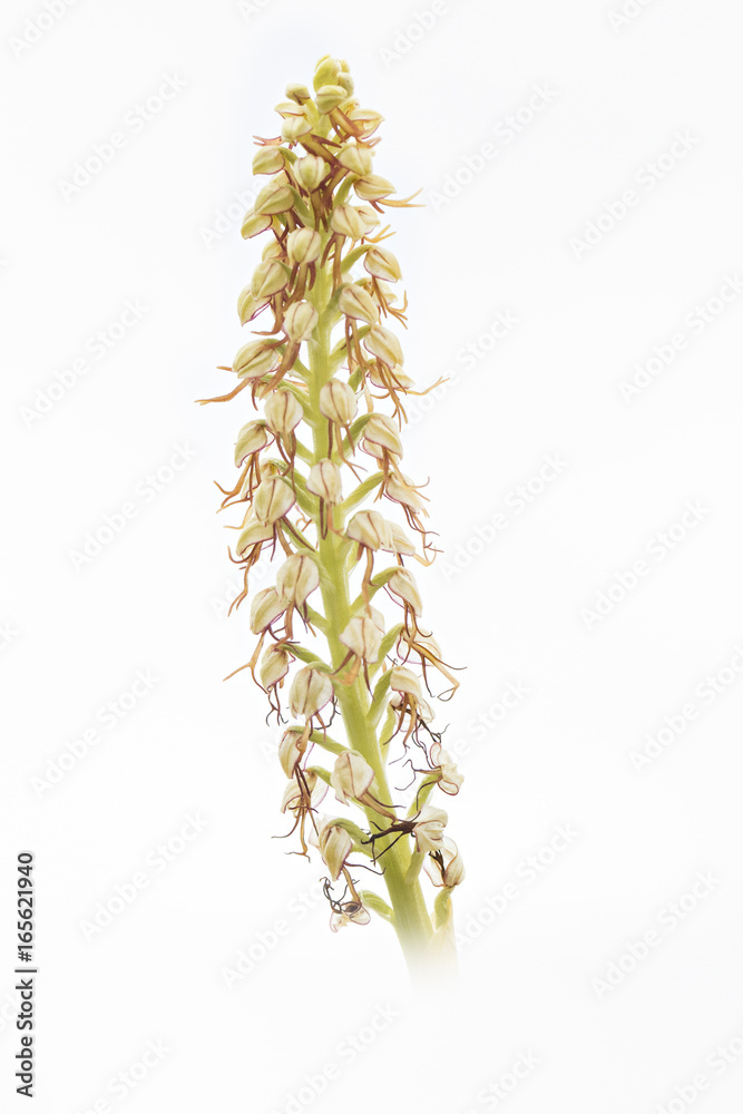 Orchid Orchid
