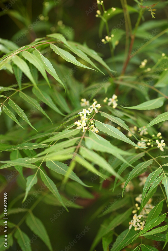 natural medicine: neem tree - detail with leaves and flowers natural medicine: neem tree - detail with leaves and flowers