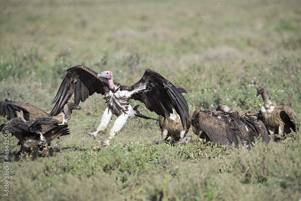 Obraz premium Animal