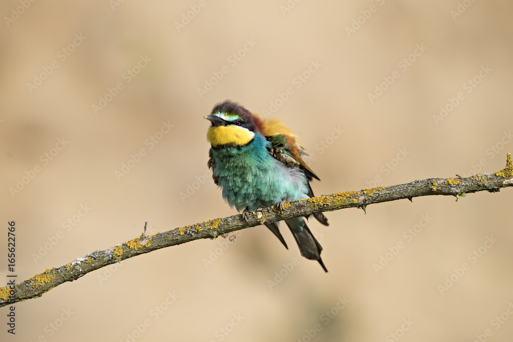 Obraz premium Animal