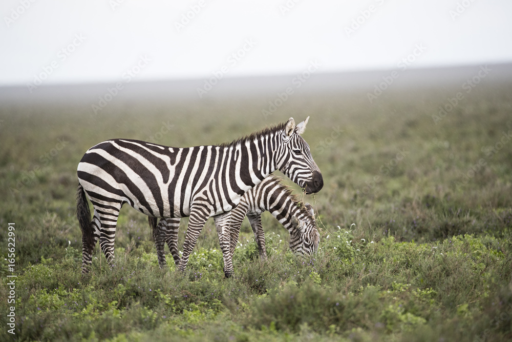 Naklejka premium Animal