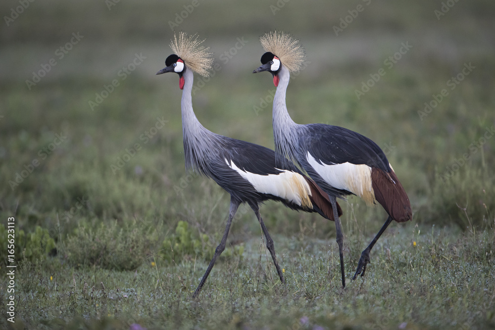 Obraz premium Animal